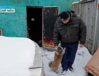 Дворняжка Алиса спасла многодетную семью из пожара